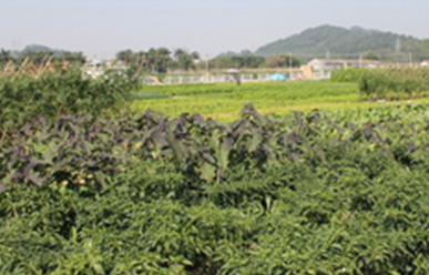 Vegetable fields are difficult to grow, fertilization is inefficient,